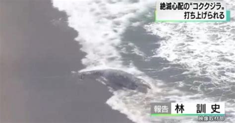 Search the world's information, including webpages, images, videos and more. ＜異変!＞ 地震前兆？絶滅危惧種のコククジラの死骸が千葉 ...
