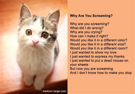 Sad Cat Loss Poems Fancy Cat