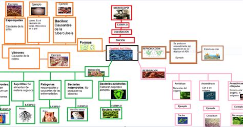 Tareas De BiolÓgica Tarea 9 Mapa Mental De Dominio Bacteria