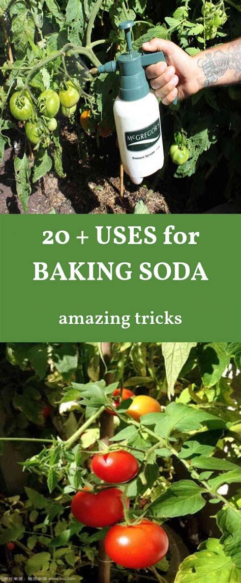 Haha Read Information On Baking Soda Garden This Is How Amazing
