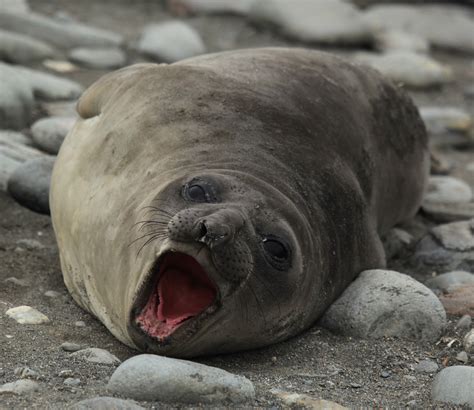 Filesouthern Elephant Seal Yawns 5724009737
