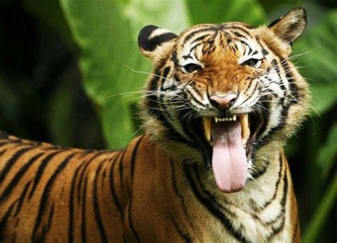 To Fool Around Time Malayan Tiger Tiger Habitat Endangered Animals