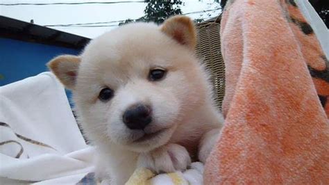 The search tool above returns a list of breeders located nearest to the zip or postal code you. Shiba Inu puppy for sale in LOS ANGELES, CA. ADN-64568 on PuppyFinder.com Gender: Female. Age: 6 ...