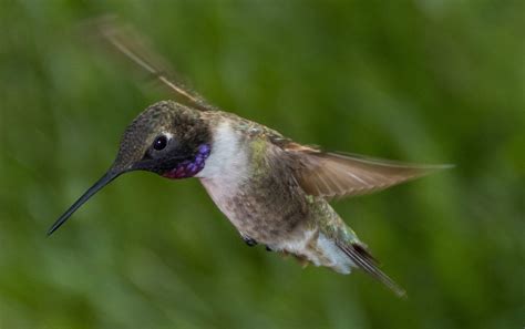 Black Chinned Hummingbird Audubon Field Guide