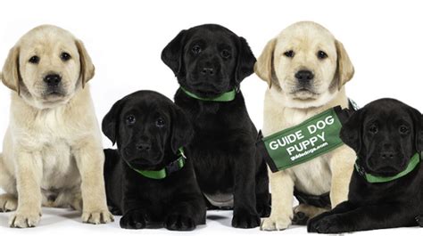 Seeing Eye Guide Dog Anniversary Teach With Movies