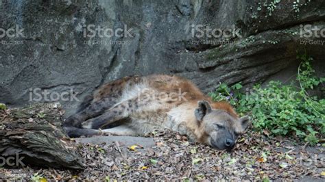 Spotted Hyena Lying On The Ground Resting Stock Photo Download Image