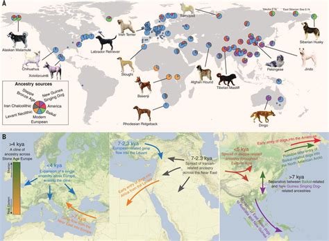 Study At Least Five Dog Lineages Existed 11000 Years Ago
