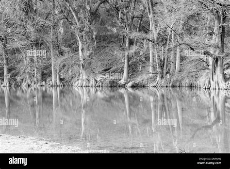 Bald Cypress Trees Reflecting In The Still Waters Of The Guadalupe