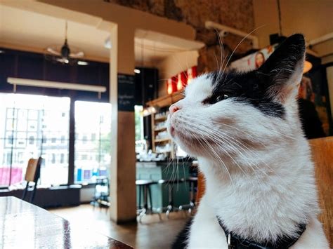 Meistens merke ich das erst zu spät und schaffe es nicht, sie rechtzeitig ins klo zu setzen. Katze pinkelt überall hin? Hier bekommst du schnelle Hilfe!