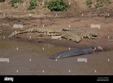 African Crocodiles Resting By Hippo On Sandbanks Of Masai Mara River