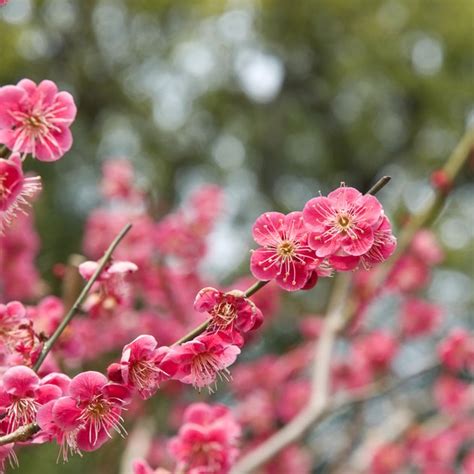 Your local office can also help you find and print factsheets and other information. Plum Tree Identification | Hunker