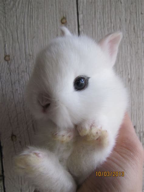 A 18 Day Old Dwarf Hotot Bunny So Cute