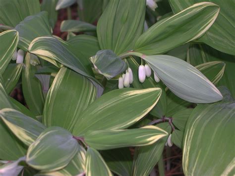 Variegated Solomons Seal Nature Photo Gallery
