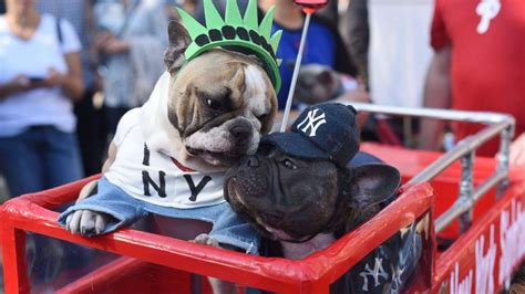 7 Best Costumes At Annual Tompkins Square Halloween Dog Parade Abc News