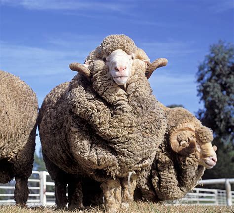 Merino Sheep Pictures Images And Stock Photos Istock