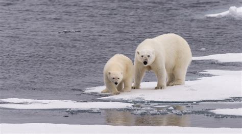 Are There Polar Bears In Antarctica Aurora Expeditions