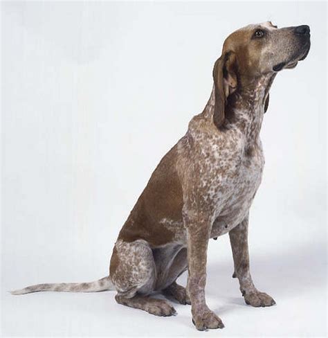 All Dog Breed Information American English Coonhound