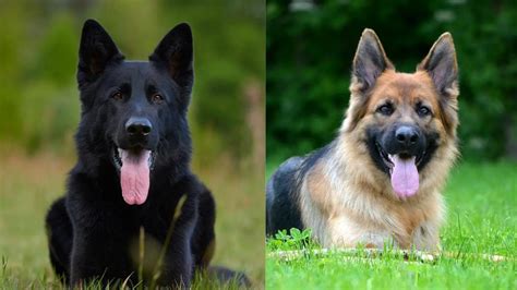 German Shepherd Ear Chart And Position Meanings Ear Stages