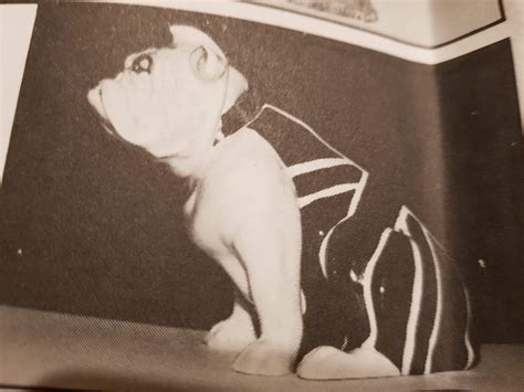 1932 Royal Doulton Bulldog Advertising Pieces #Rare