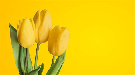 Yellow Tulips 4k Wallpapers Hd Wallpapers Id 25245