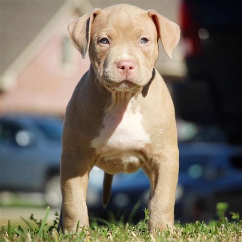 We specialize in producing dogs for families. XL PITBULL PUPPIES FOR SALE | PIT BULL PUPPIES AVAILABLE NOW