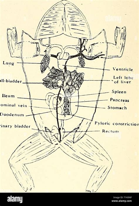 Ileum High Resolution Stock Photography And Images Alamy