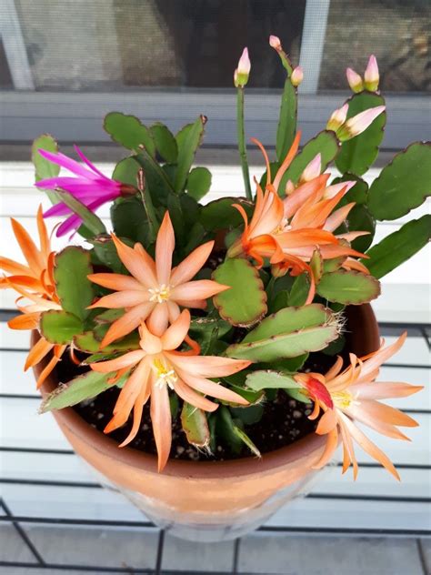 Easter Cactus Soil The Ultimate Guide Succulent Source