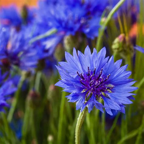 Blue Cornflower Bachelor Button Seeds American Meadows Flower