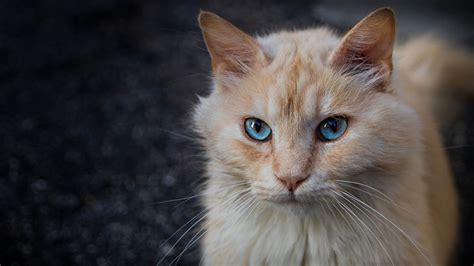 Ginger Cat With Blue Eyes 4k Photographic Print Cat Poster Cat Etsy