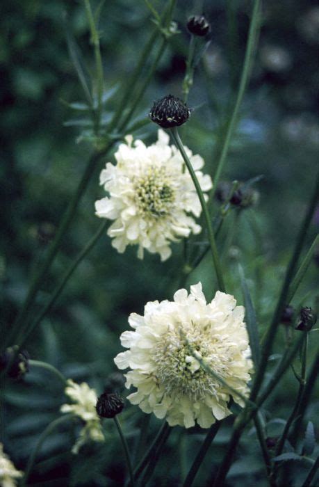 Find Help And Information On Cephalaria Gigantea Giant Scabious From The