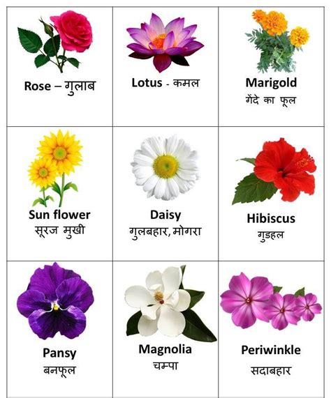 Flowers Name In Hindi And English Flower Chart Flowers Name In Hindi