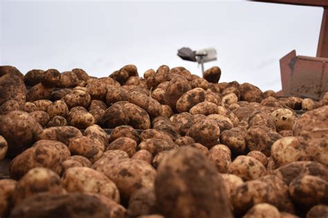Top 10 Packing And Shipping Best Practices Potato Grower Magazine