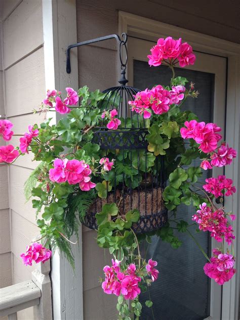 Ivy Geranium Fertilized With Alfalfa Pellets Hanging Flower Baskets