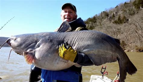 The catfish industry in alabama began in 1960 with the opening of a small channel catfish hatchery in greensboro, hale county, in west alabama. Wheeler Reservoir, Alabama Blue Catfish