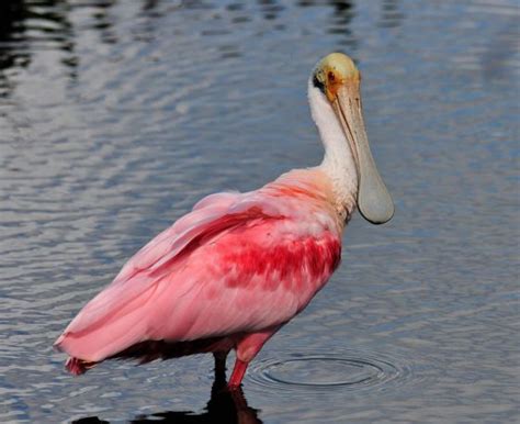 5 Interesting Facts About Roseate Spoonbills Haydens Animal Facts