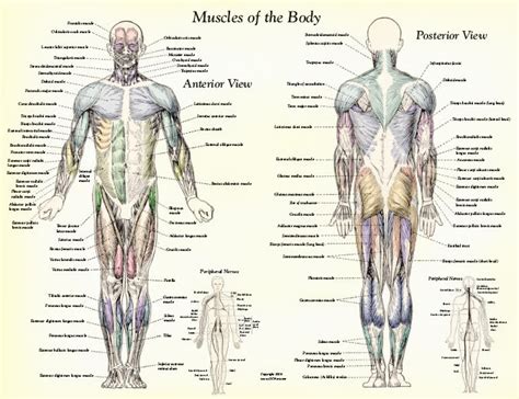 Muscle Anatomy Muscles Body Labeled Biological Science Picture Directory Pulpbits Net