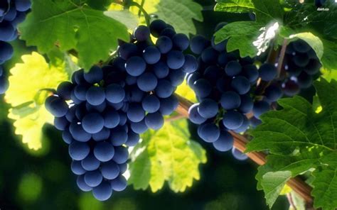 🔥 37 Wallpaper Grape Vines Wallpapersafari