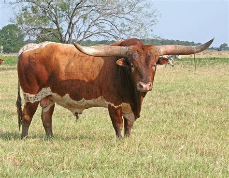 Pin by Diego Symonds on Food | Longhorn cattle, Cattle, Animals