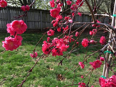 Beautiful Ornamental Weeping Peach Tree • Sugar Sunshine And Flowers