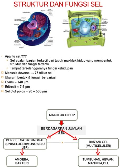 Fungsi kuadratik (lakar graf, paksi simetri, maximum or minimum point) tingkatan 4 kssm 2020. Struktur Dan Fungsi Sel