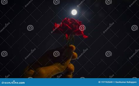 Full Moon With Rose Flower Stock Photo Image Of Flower 197762640