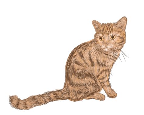 Tabby Cat Vector Hd Png Images Tabby Cat In Watercolour Style Isolated