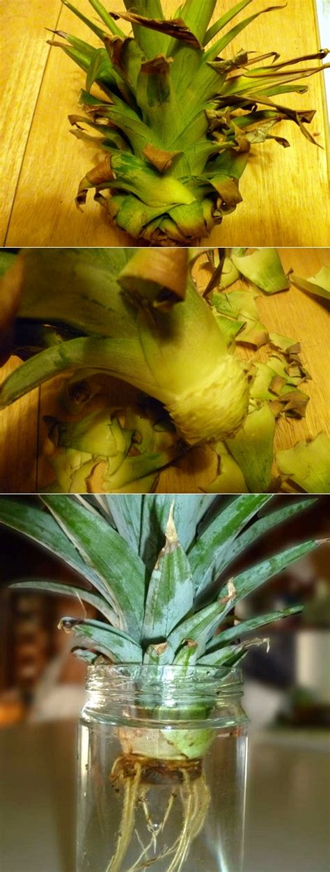 Growing A Pineapple In Water From A Pineapple Top