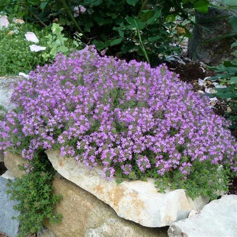 Vibrant flowers on red creeping thyme bloom prolifically in summer! Creeping Thyme Seeds | Flower Seeds in Packets & Bulk ...