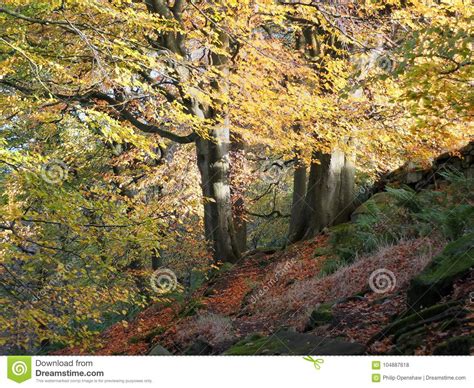 Sunlit Beech Forest With Two Ancient Trees In Autumn Woodland Stock