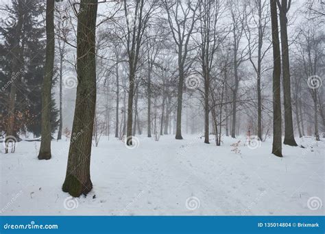 Snowy And Foggy Forest Stock Photo Image Of Leaves 135014804
