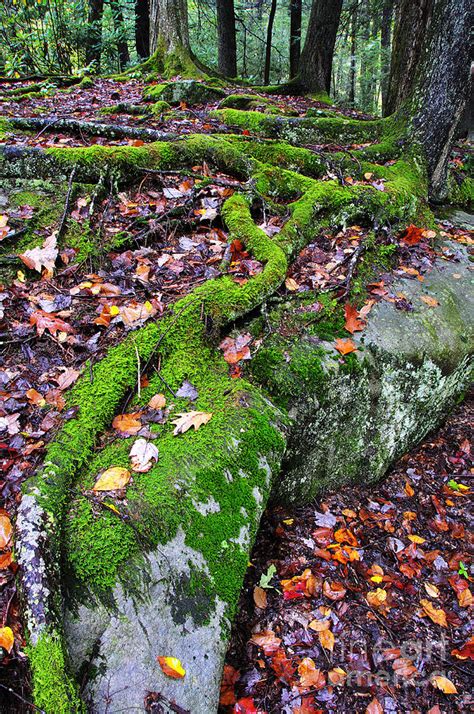 Moss Roots Rock And Fallen Leaves Photograph By Thomas R Fletcher