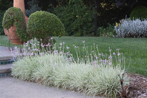 Variegated society garlic is a perennial herb that is commonly grown for its edible qualities, although it does have ornamental merits as well. Dan's garden in California, revisited - FineGardening