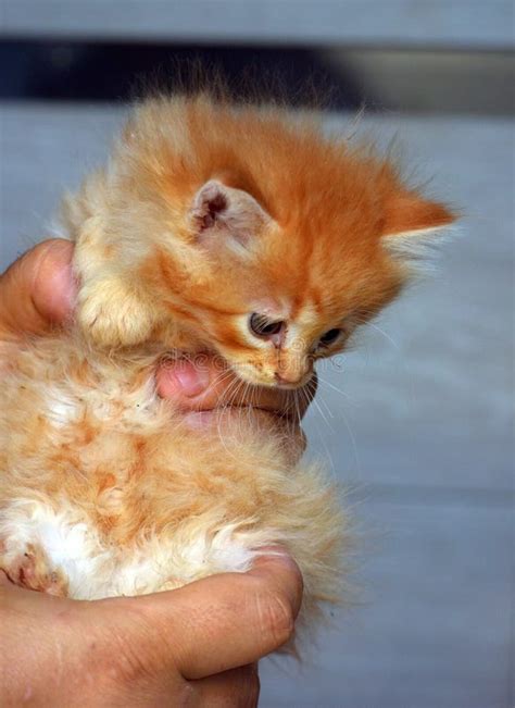 Cute Fluffy Ginger Kitten With Blue Eyes Stock Image Image Of Happy