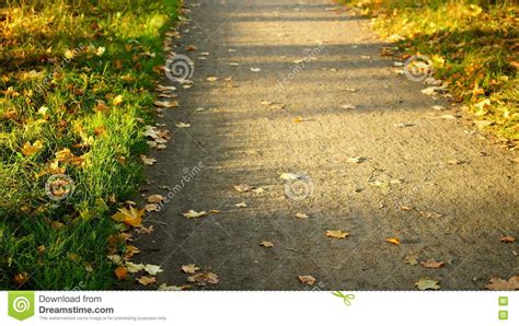 Sunny Autumn Path In The Park Yellow Leaves Green Grass Selective